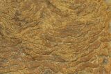 Pennsylvanian, Fossil Microbial Mat - Oklahoma #114061-1